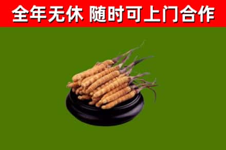 格尔木市回收散虫草