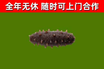 格尔木市回收海参干
